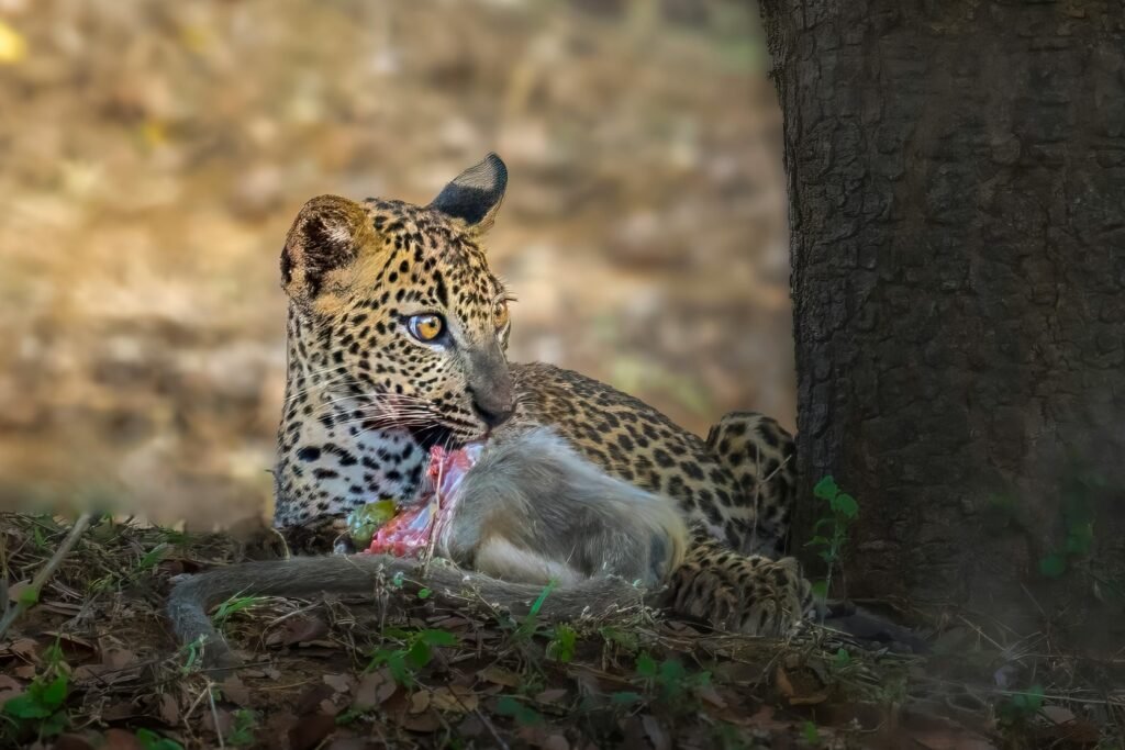 7 Ultimate Tadoba Safari Experience Highlights for an Unforgettable trip Corezone Tadoba safari