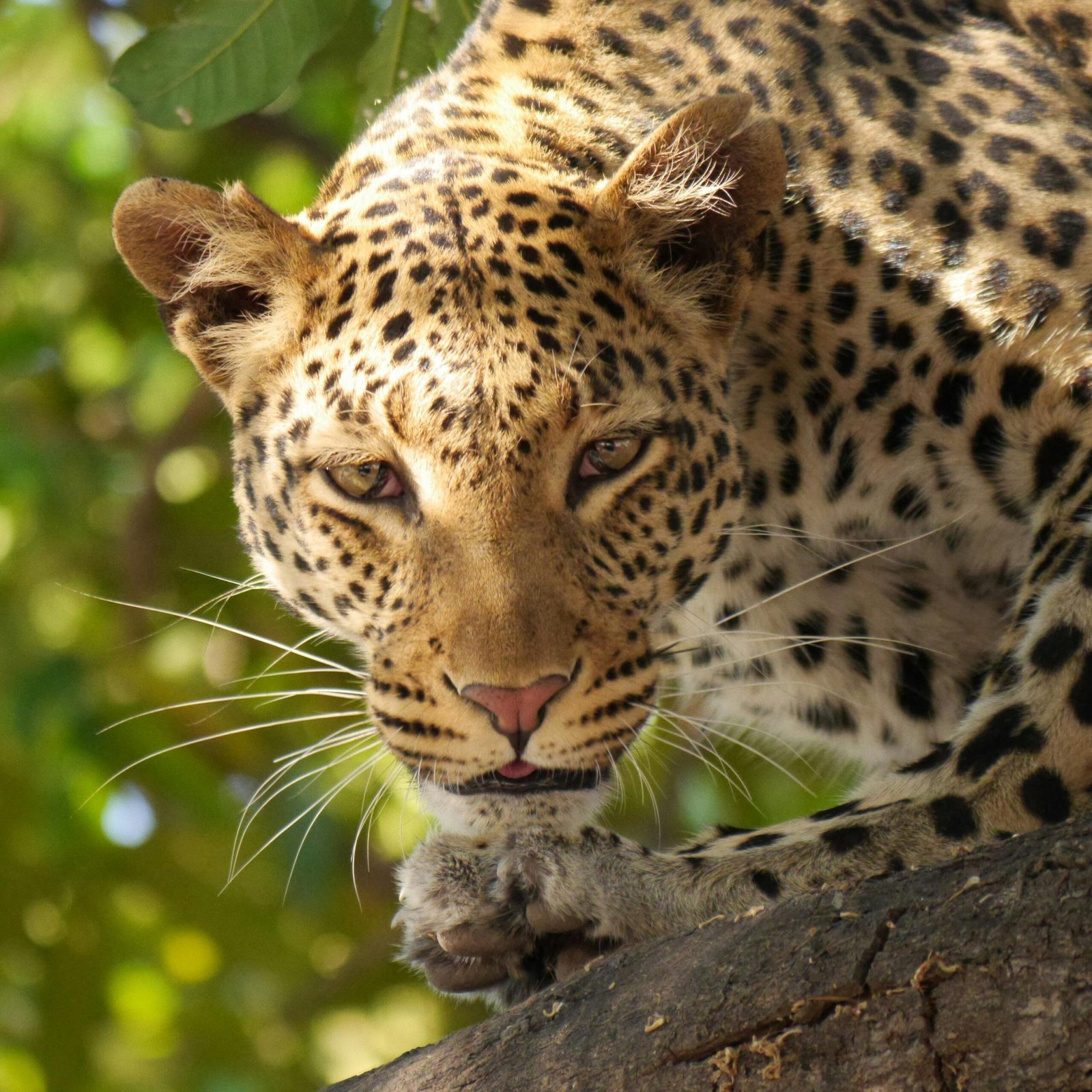 A stunning close-up of a wild leopard resting on a tree in natural habitat.