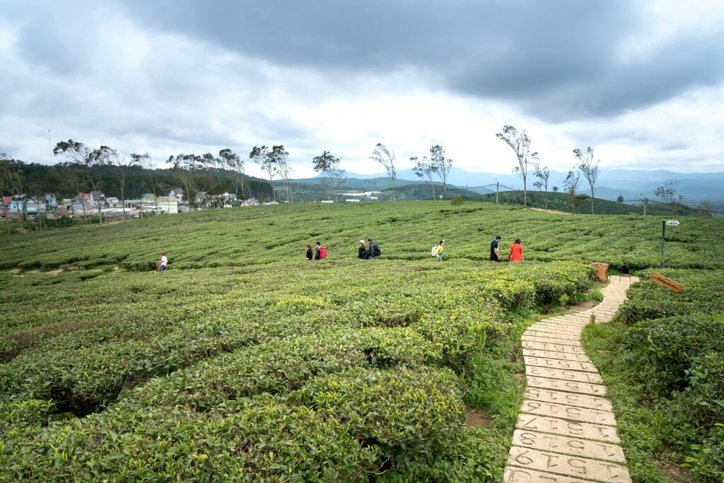 Lush tea plantation with visitors exploring the scenic fields under a cloudy sky.