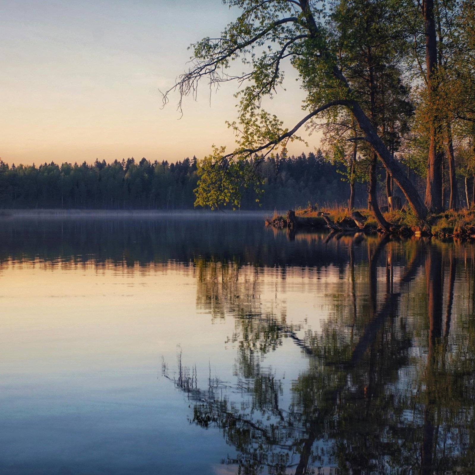 Tranquil scene of a lake reflecting trees in Ussadye, Russia, at sunrise. Perfect natural harmony.