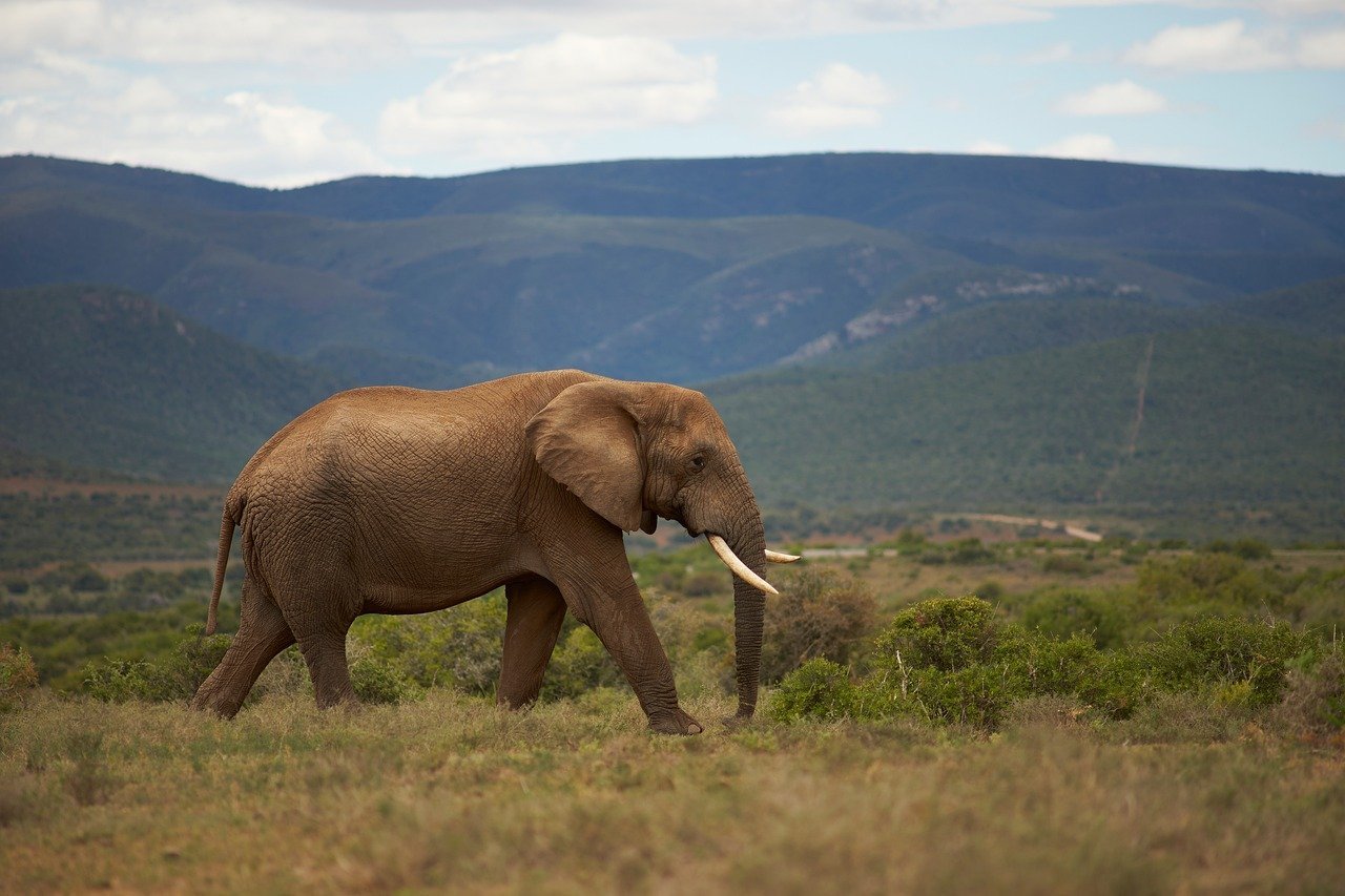 elephant, animal, wildlife, mammal, africa, nature, safari, pachyderm